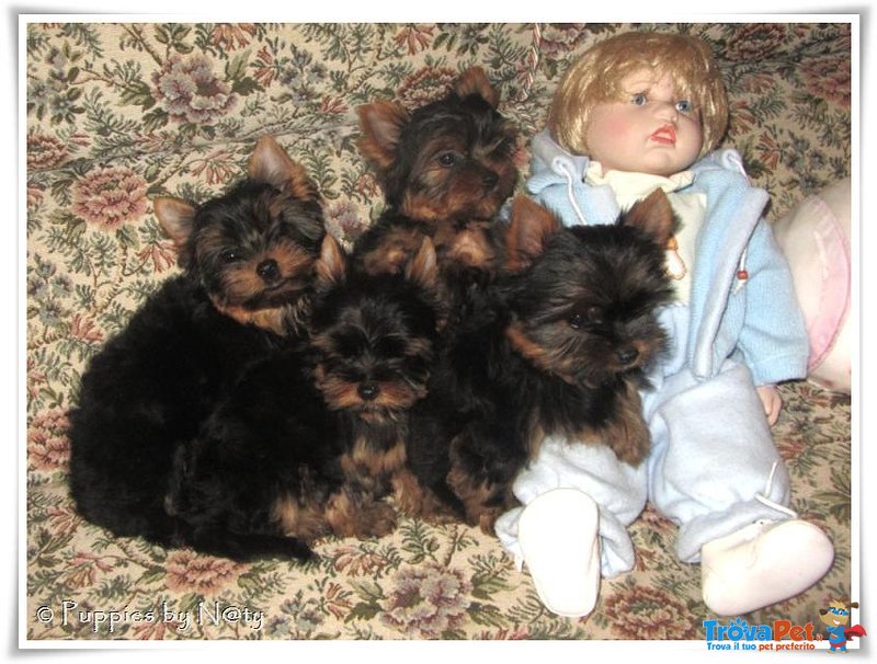 Cuccioli Yorkshire Terrier con Pedigree - Foto n. 1