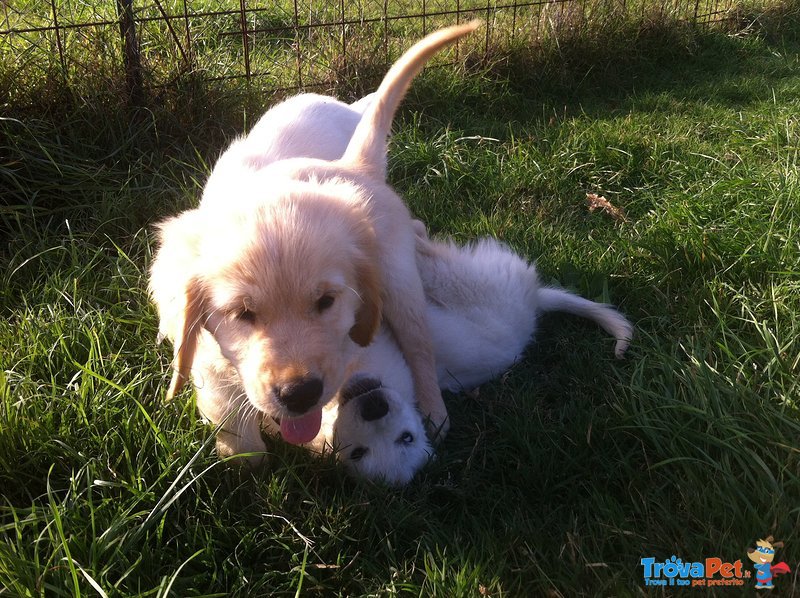 Cuccioli Golden Retriever - Foto n. 1