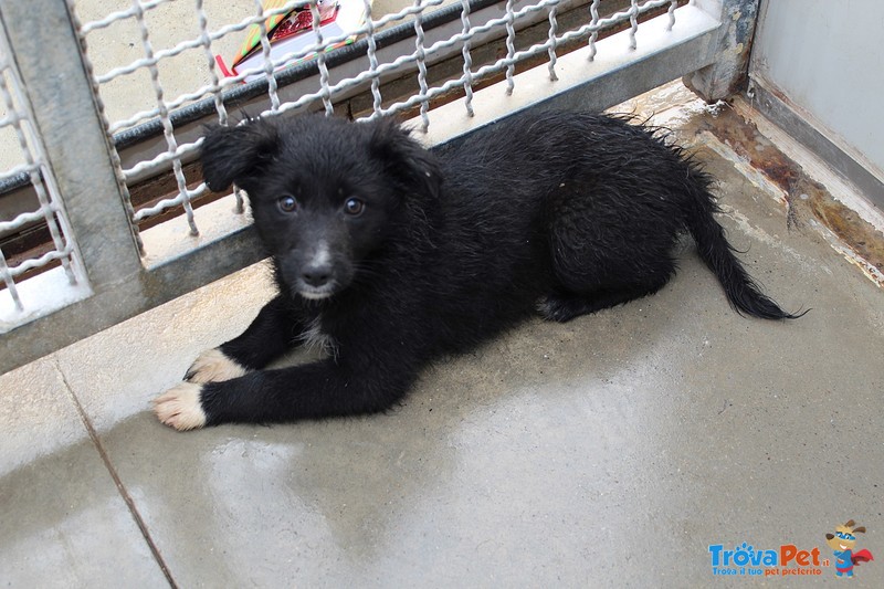 Zoe, Annie e lux, Cucciole di 70 Giorni, Taglia Medio Piccola, Cercano Casa! - Foto n. 1