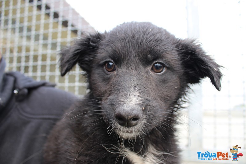 Zoe, Annie e lux, Cucciole di 70 Giorni, Taglia Medio Piccola, Cercano Casa! - Foto n. 2