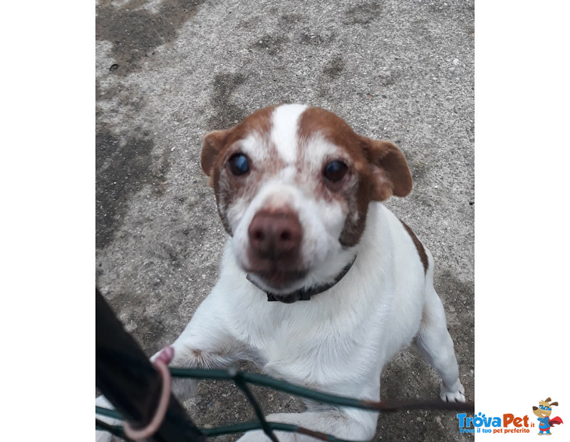 Ricky, 10 anni Taglia Piccola il Padrone Muore, lui Resta Senza Casa! - Foto n. 1