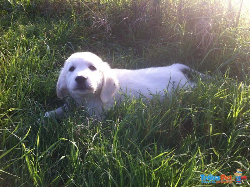 Cuccioli Golden Retriever - Foto n. 2