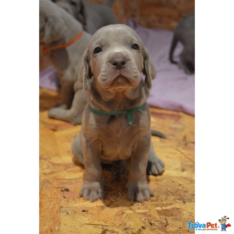 Cuccioli Weimaraner - Foto n. 1