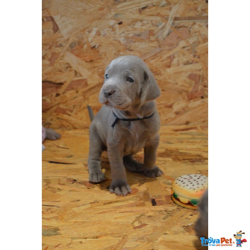 Cuccioli Weimaraner - Foto n. 2