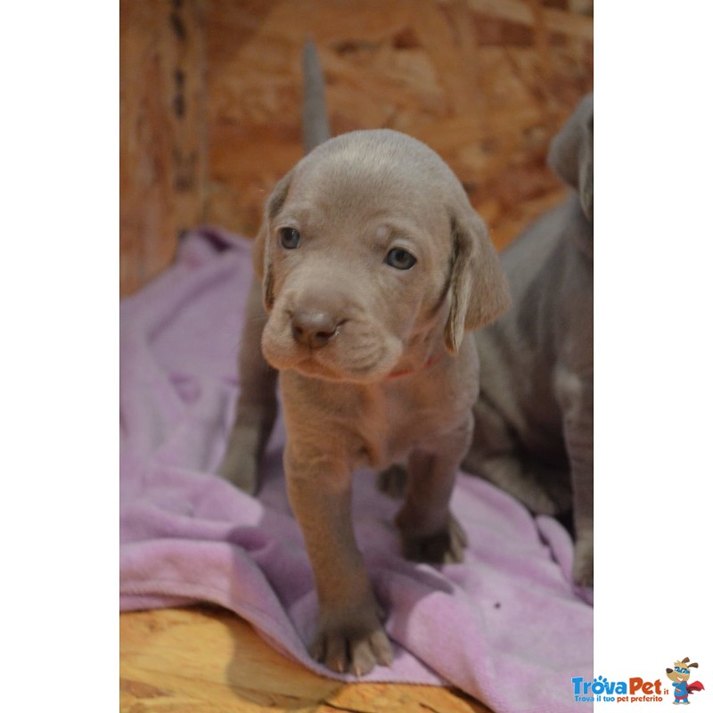 Cuccioli Weimaraner - Foto n. 3