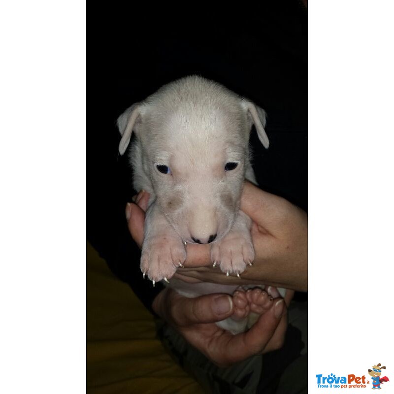 Cuccioli English bull Terrier Standard - Foto n. 5