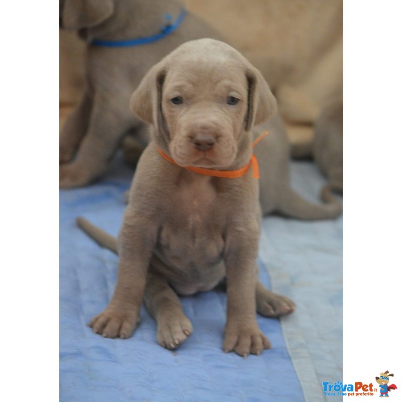 Cuccioli Weimaraner - Foto n. 4