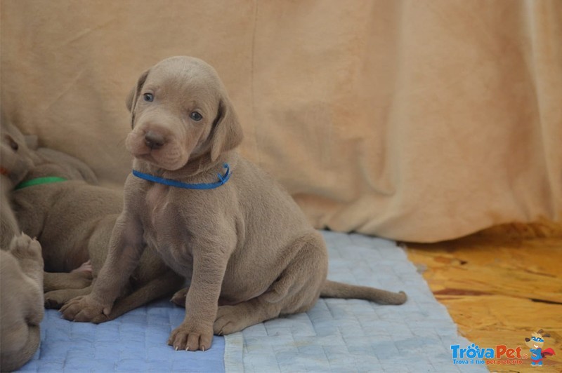 Cuccioli Weimaraner - Foto n. 5