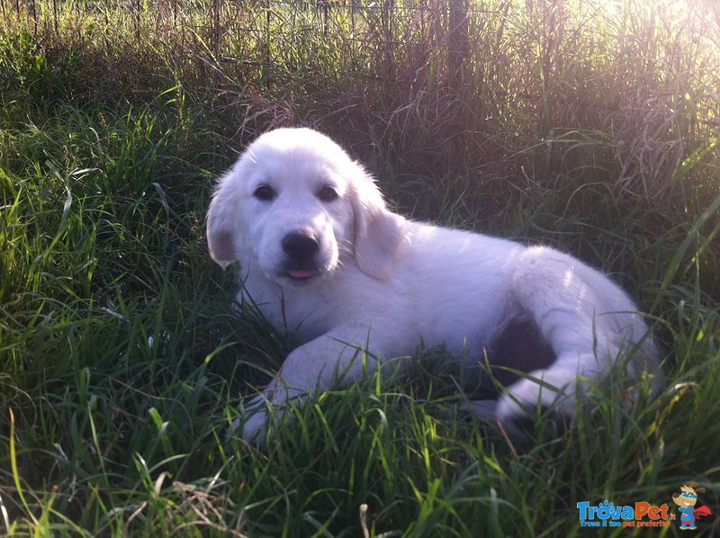 Cuccioli Golden Retriever - Foto n. 3