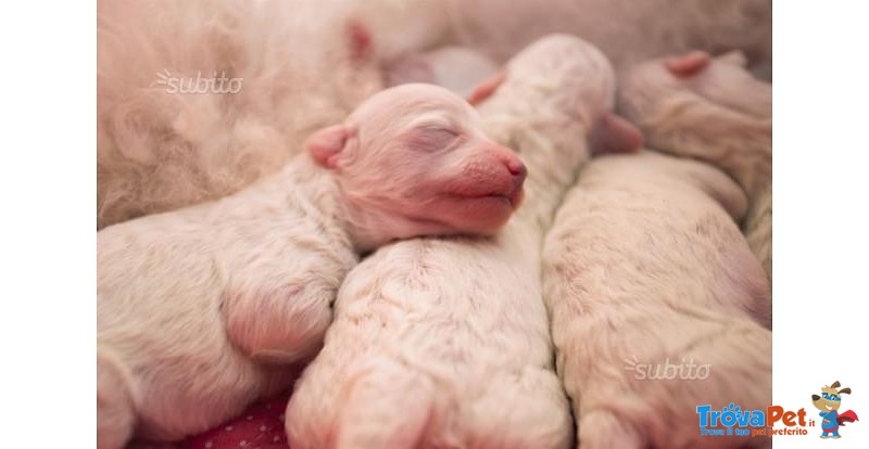 Cuccioli Bolognese - Foto n. 2