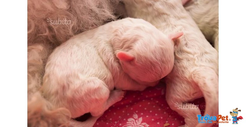 Cuccioli Bolognese - Foto n. 3