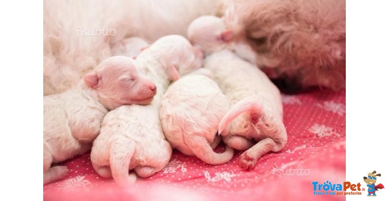 Cuccioli Bolognese - Foto n. 4