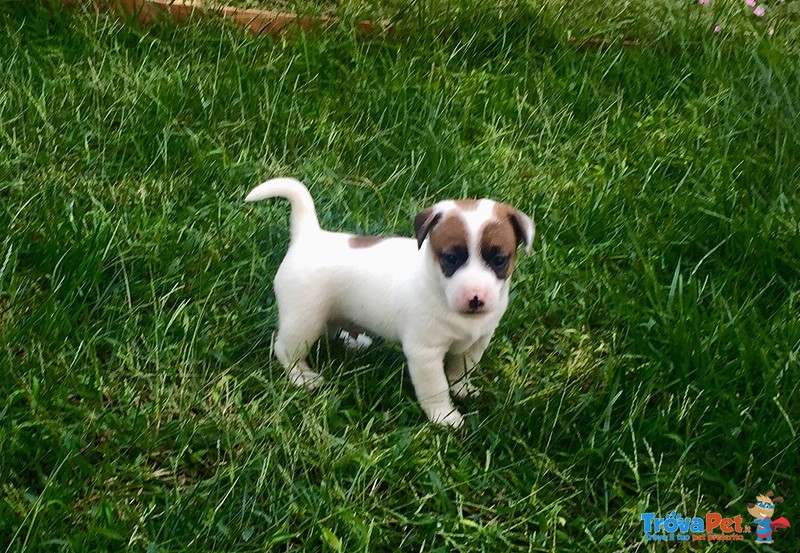 Bellissimi jack Russel - Foto n. 4