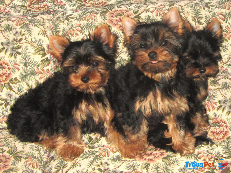 Cuccioli Yorkshire Terrier con Pedigree - Foto n. 3