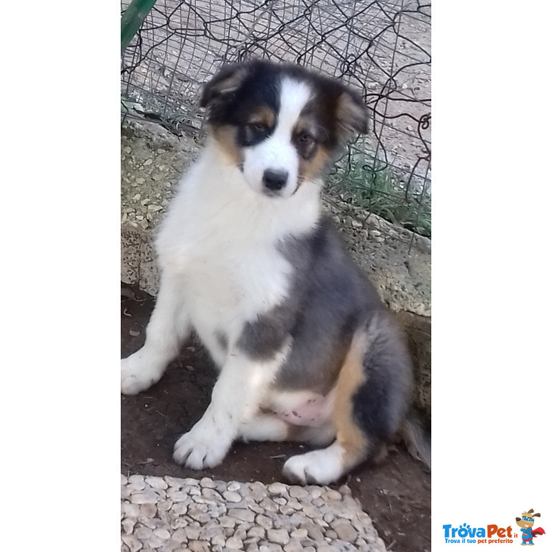 Cucciolata di tre Maschi Australian Shepherd Disponibile - Foto n. 1