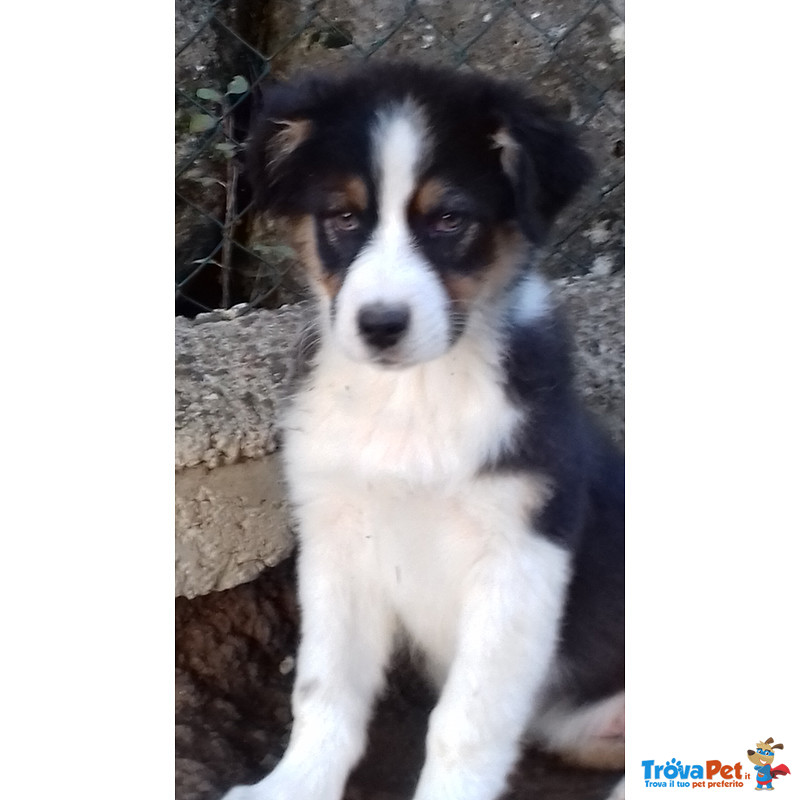 Cucciolata di tre Maschi Australian Shepherd Disponibile - Foto n. 2