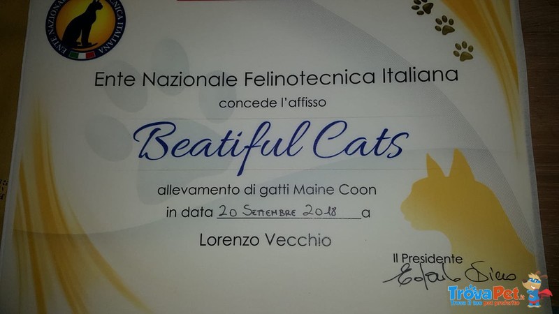 Caramella Dell'allevamento Privato Beautiful Cats - Foto n. 1