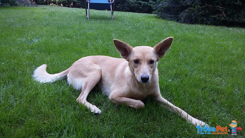 Cagnolina Dolcissima Cerca Casa - Foto n. 1