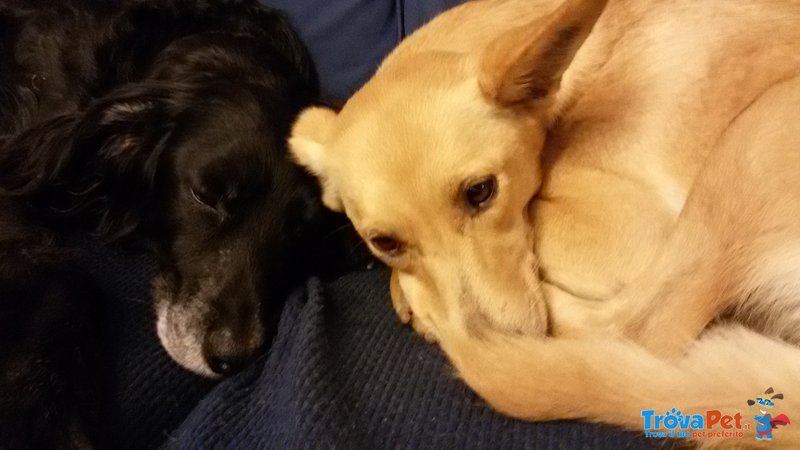 Cagnolina Dolcissima Cerca Casa - Foto n. 3