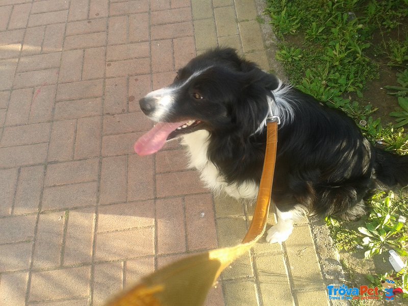 Border Collie Cerca Moglie - Foto n. 1