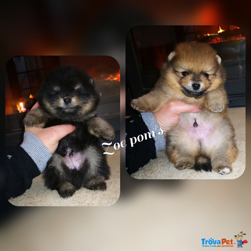 Spitz Tedesco nano (volpino di Pomerania) - Foto n. 1