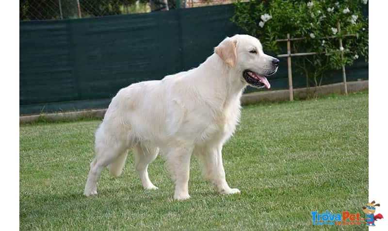 Golden Retriever Cuccioli - Foto n. 2