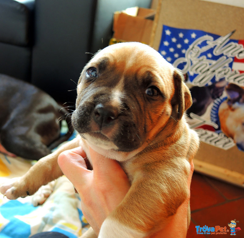 Cuccioli Amstaff - American Staffordshire Terrier - Foto n. 3