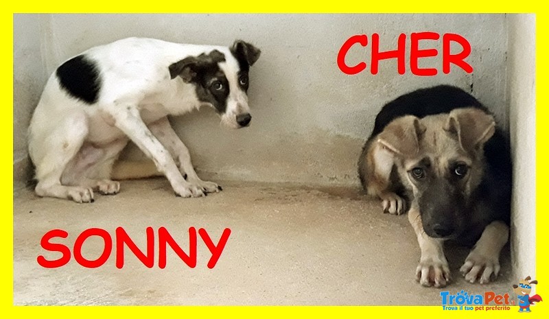 Sonny e cher Cuccioloni 1 anno Teneri Aspettano una Mamma - Foto n. 1