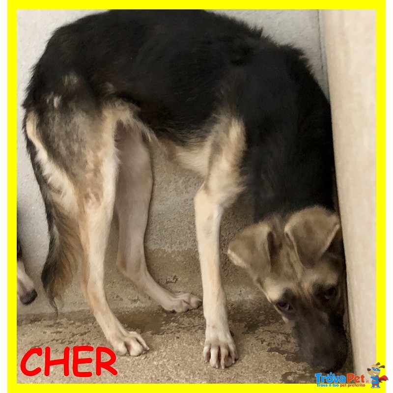 Sonny e cher Cuccioloni 1 anno Teneri Aspettano una Mamma - Foto n. 4