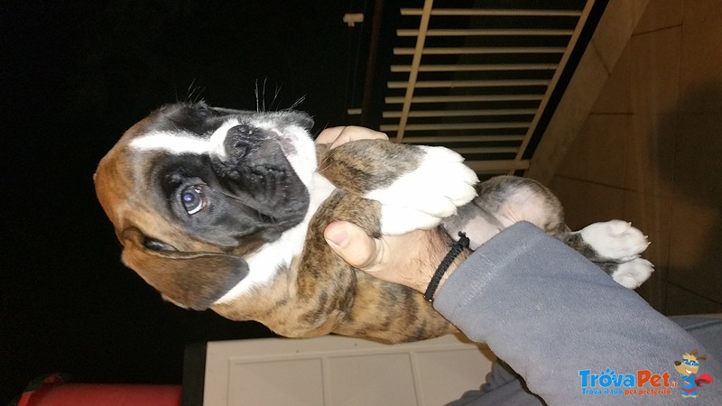 Splendida Cucciola di Boxer con Pedigree - Foto n. 1