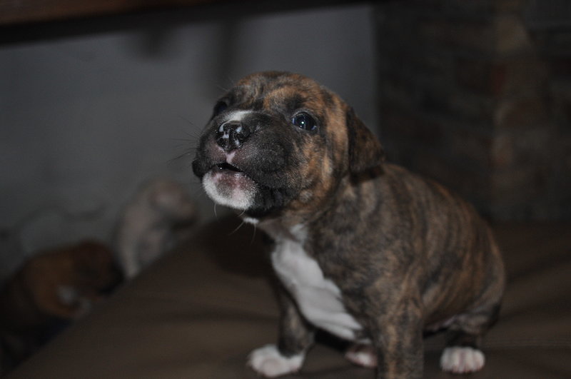 Cuccioli Amstaff - Foto n. 3