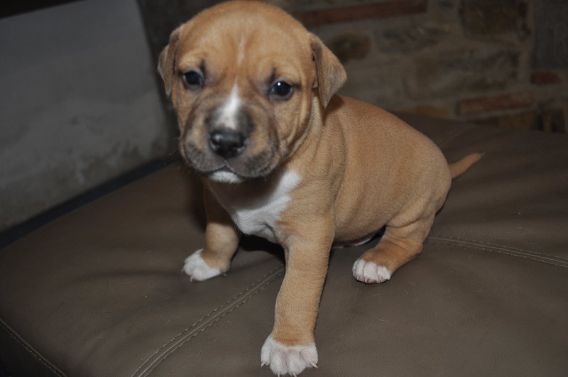 Cuccioli Amstaff - Foto n. 4