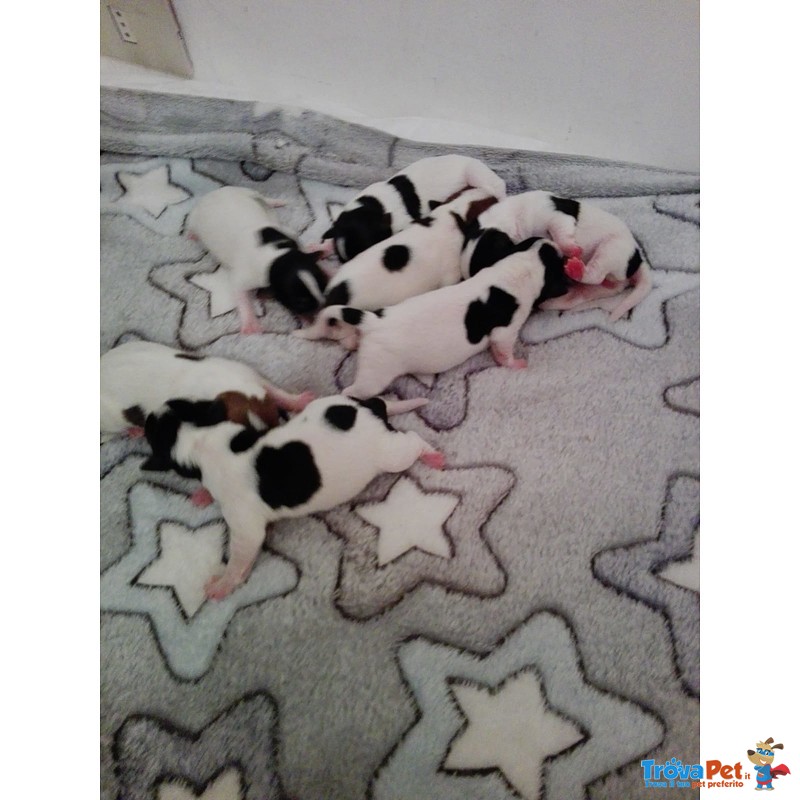 Cuccioli jack Russell Consegna Gennaio - Foto n. 3