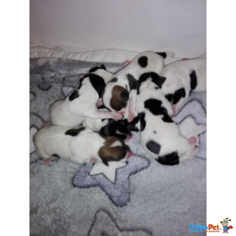 Cuccioli jack Russell Consegna Gennaio - Foto n. 4