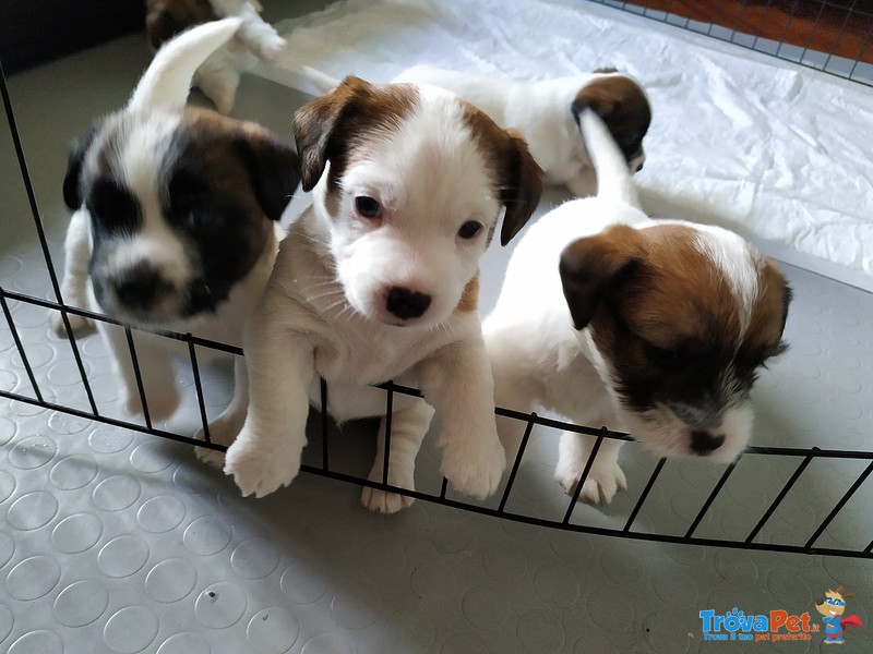 Cuccioli jack Russell pelo Ruvido - Foto n. 1