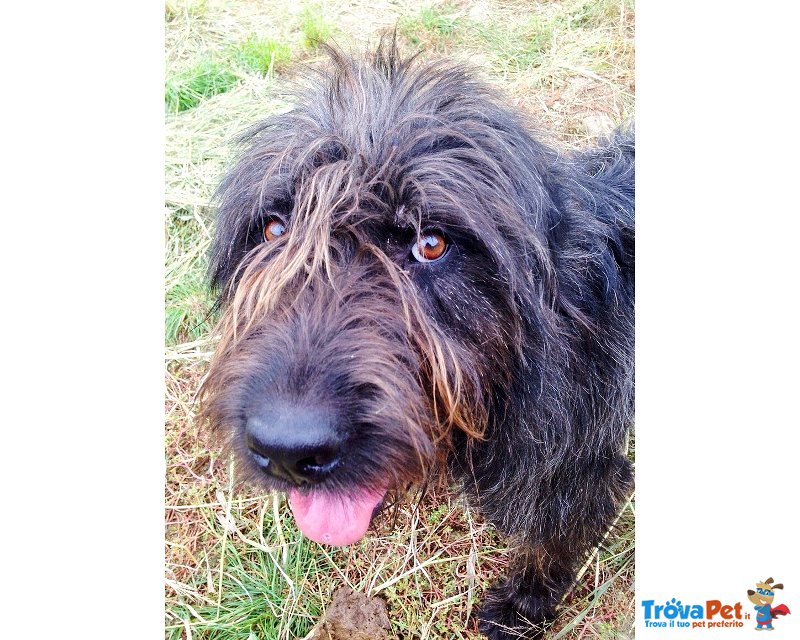 Spinone mix Bergamasco - Foto n. 1