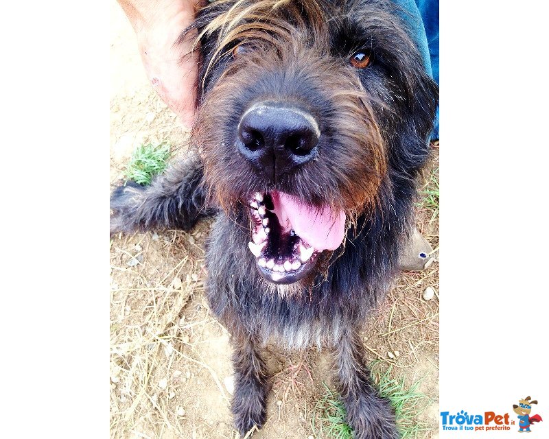 Spinone mix Bergamasco - Foto n. 2