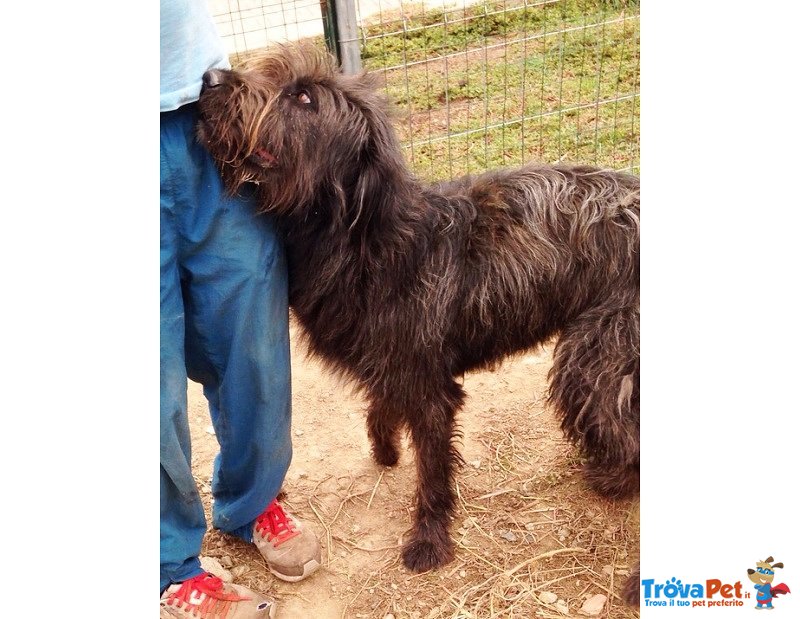 Spinone mix Bergamasco - Foto n. 3