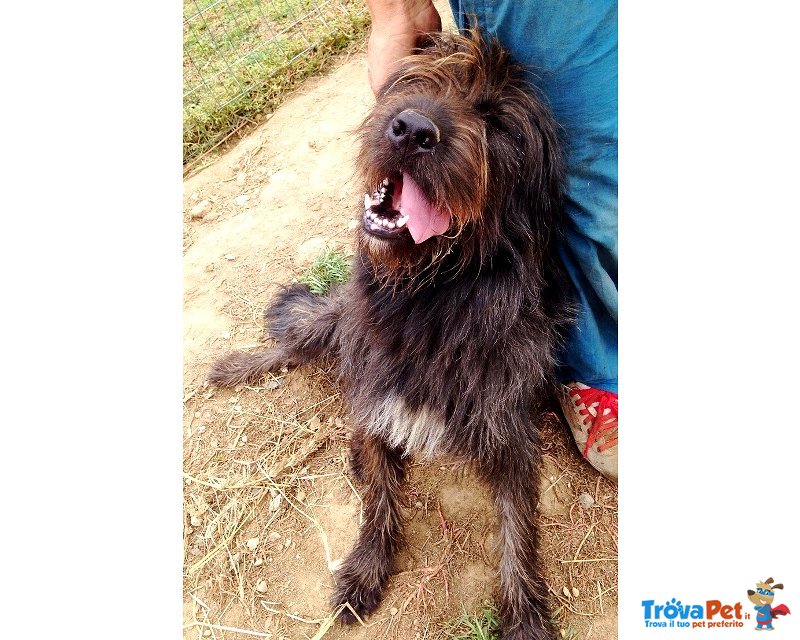 Spinone mix Bergamasco - Foto n. 4