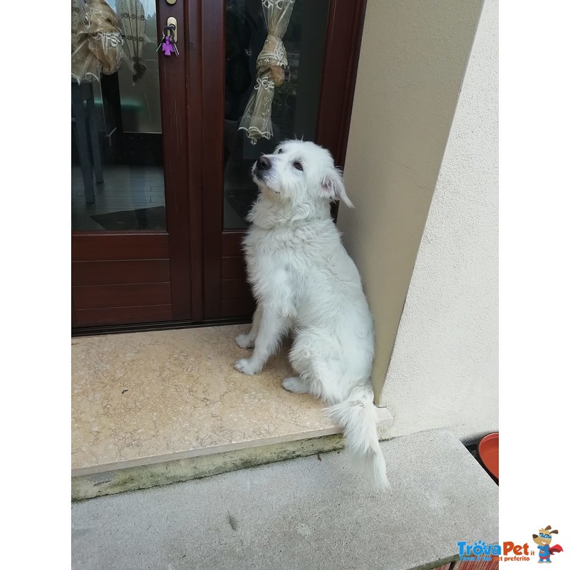 Bellissimo cane Bianco - Foto n. 3