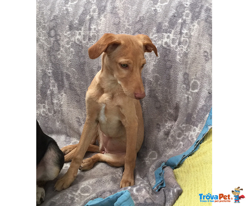 Erin, Incrocio Cirneco Dell’etna, Cucciola di 4 Mesi, Cerca Casa - Foto n. 3