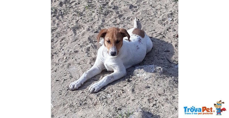 Sasha 4 Mesi, un Vigliacco Abbandono, poi L’arrivo a Bergamo con un Sogno, di Trovare Casa - Foto n. 2