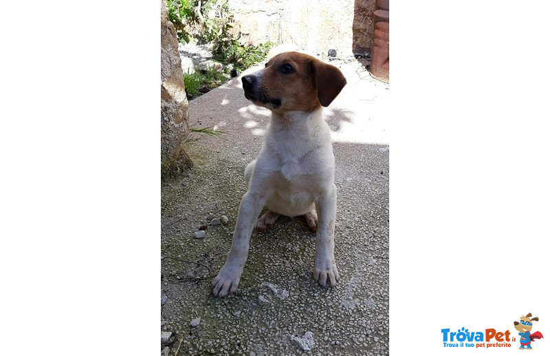 Sasha 4 Mesi, un Vigliacco Abbandono, poi L’arrivo a Bergamo con un Sogno, di Trovare Casa - Foto n. 3