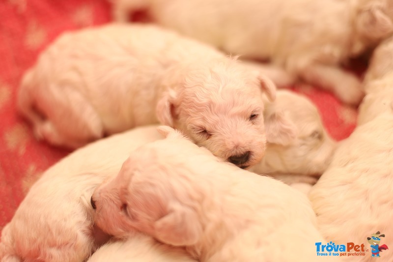 Cuccioli di Bolognese - Foto n. 1