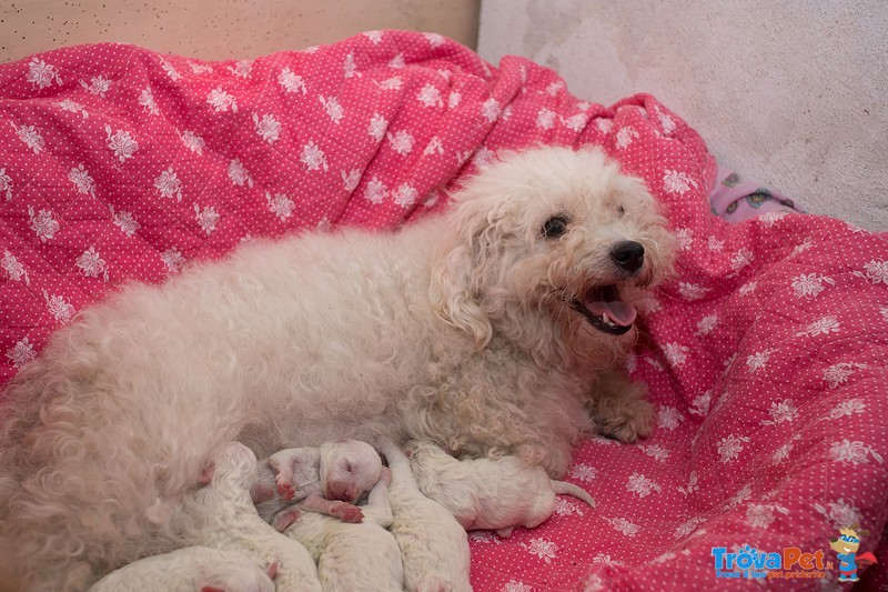 Cuccioli di Bolognese - Foto n. 2