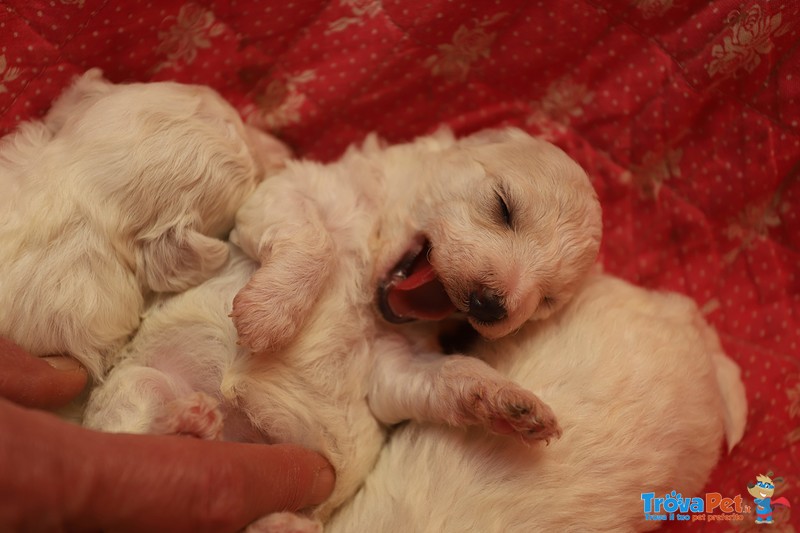 Cuccioli di Bolognese - Foto n. 3