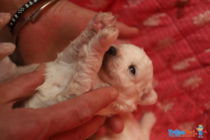 Cuccioli di Bolognese - Foto n. 4