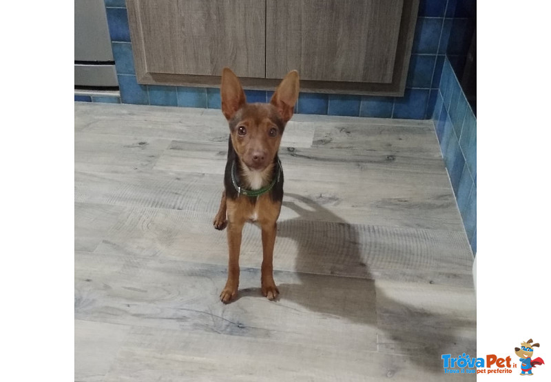 Kiwi, Incrocio Pinscher 6 mesi (3 kg), Recuperato da un Maltrattamento, Cerca Casa - Foto n. 1