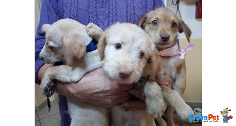 Colin, mira e Pablo, Cuccioli di 3 Mesi, Futura Taglia Media, Cercano Casa - Foto n. 4