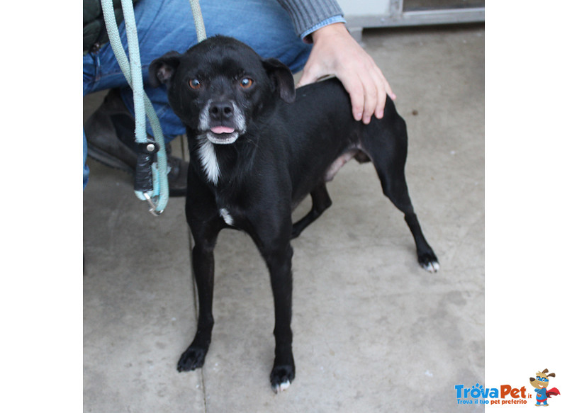 Black, Taglia Piccola, 5 Anni, Secondo Abbandono, in Canile si Dispera, Aiutiamolo a Liberarlo - Foto n. 2